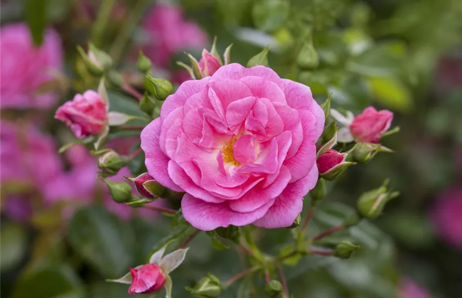 Historische Rosen – Schönheit mit einer langen Geschichte