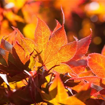 Der herbstliche Garten schön in Form