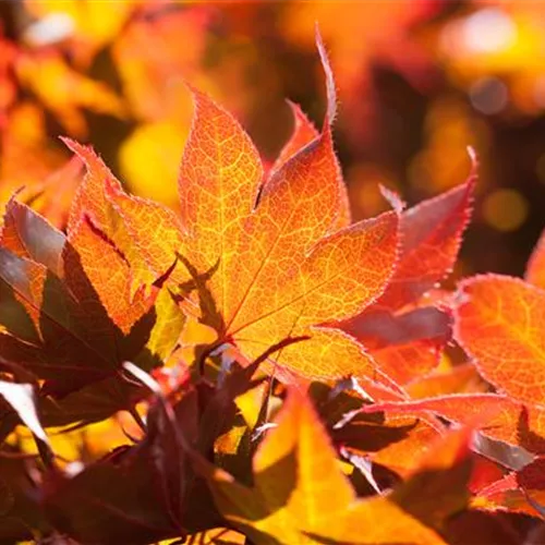 Der herbstliche Garten schön in Form