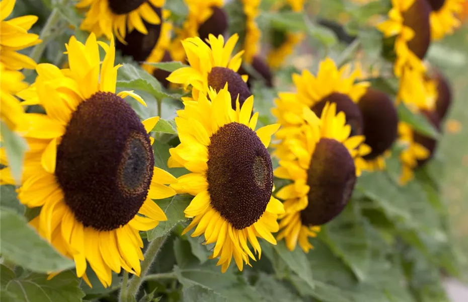 Der goldene Herbst wird bunt: die Top 8 der Herbstblumen