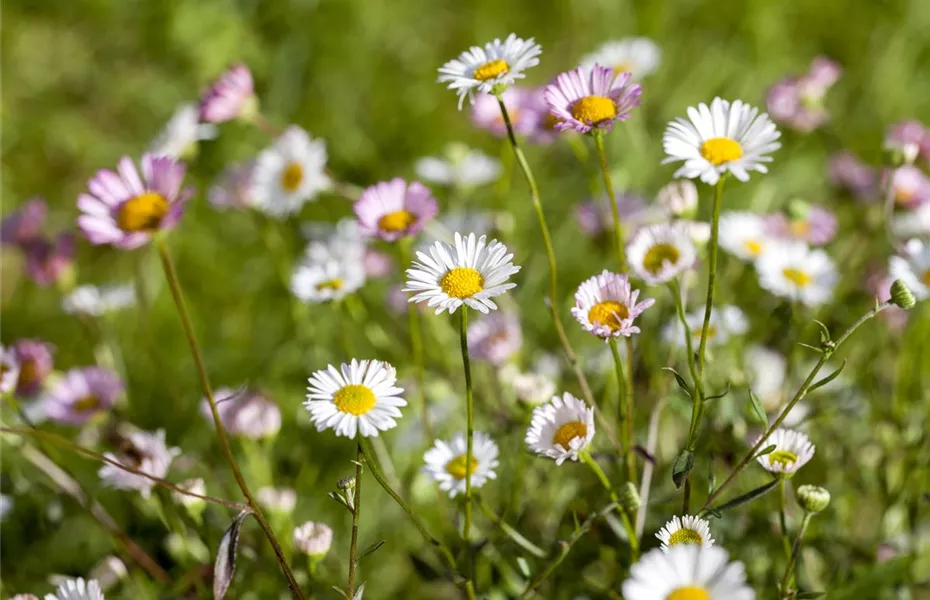 Die heilende Wirkung von Gänseblümchen